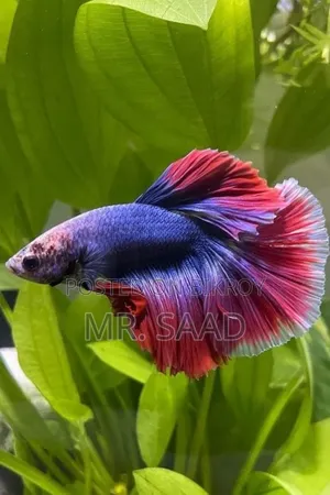Full Moon Betta Fish