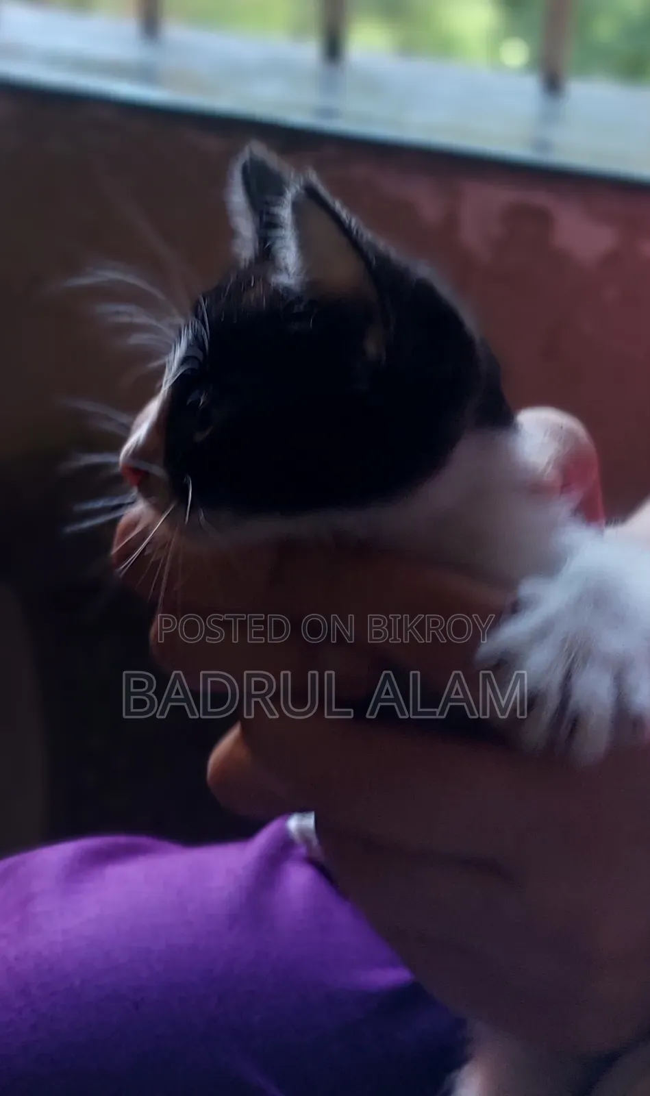 ১-৩ মাসের মেল মিক্সড ব্রিড বেঙ্গল