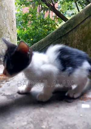 1-3 Months Male Mixed Breed Bengal Cat
