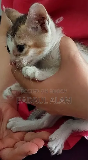 ১-৩ মাসের মেল মিক্সড ব্রিড বেঙ্গল