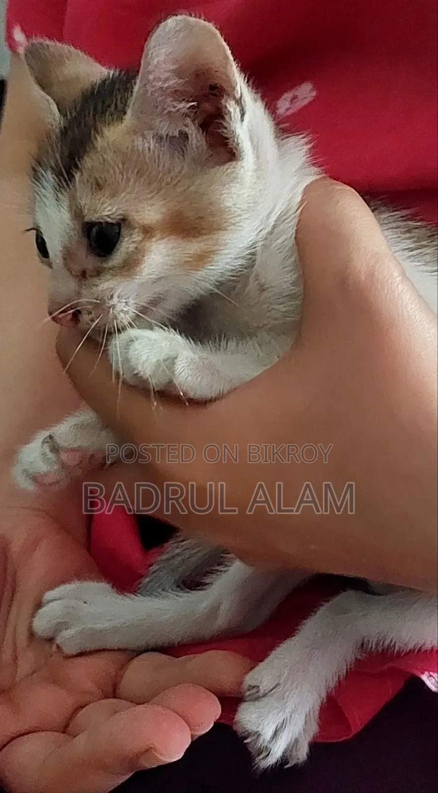 ১-৩ মাসের মেল মিক্সড ব্রিড বেঙ্গল