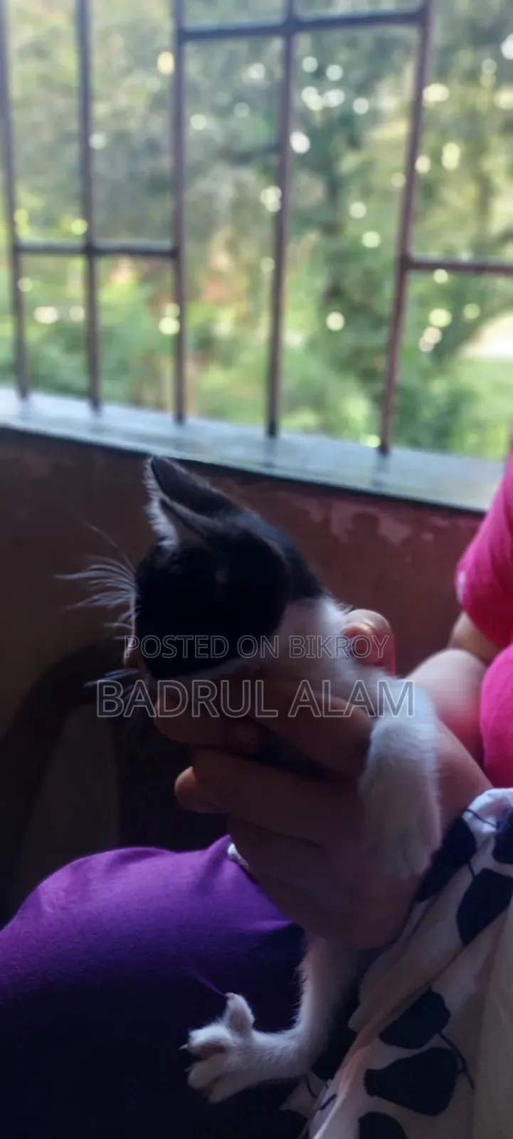 ১-৩ মাসের মেল মিক্সড ব্রিড বেঙ্গল