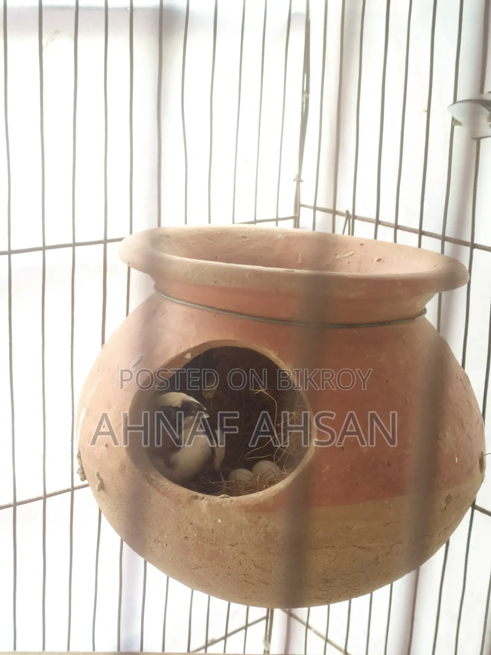 মাস্টার পেয়ার ফিঞ্চ