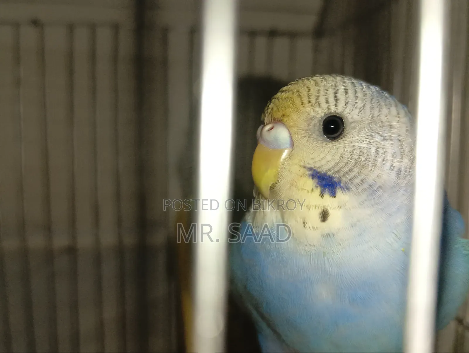Budgerigar Birds