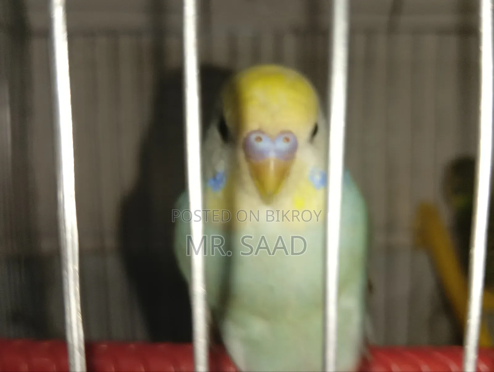 Budgerigar Birds