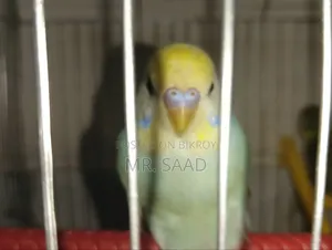 Budgerigar Birds