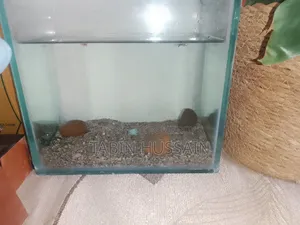 Fish Tank Full Setup (Price Fixed) No Bargaining