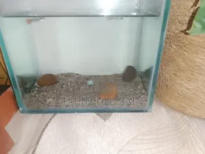 Fish Tank Full Setup (Price Fixed) No Bargaining