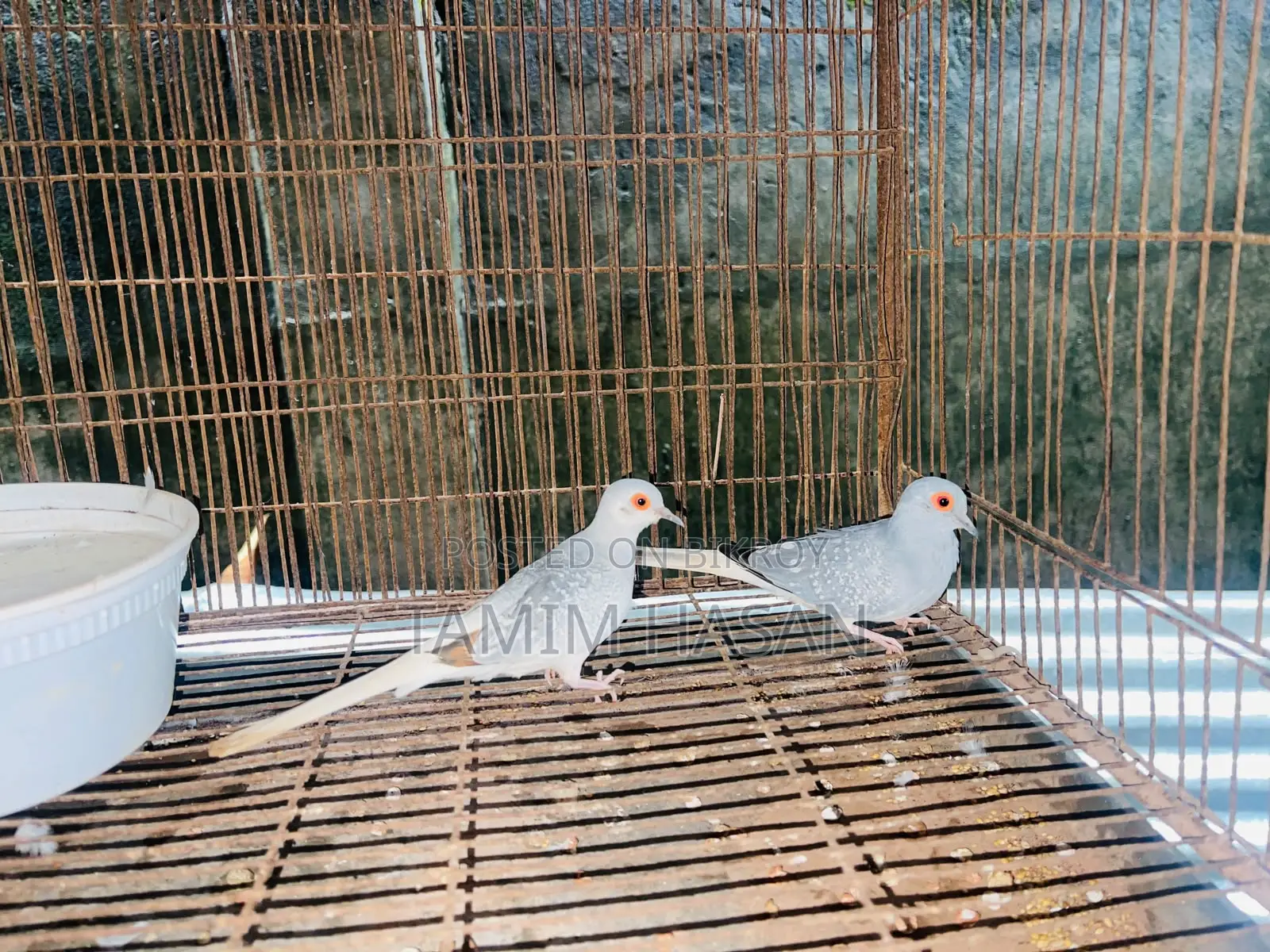 Diamond Dove