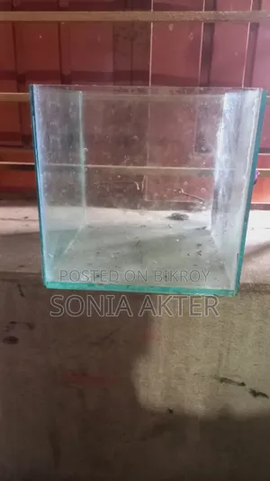 ফাইটার মাছ একুরিয়াম