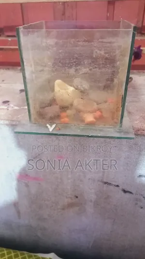 ফাইটার মাছ একুরিয়াম