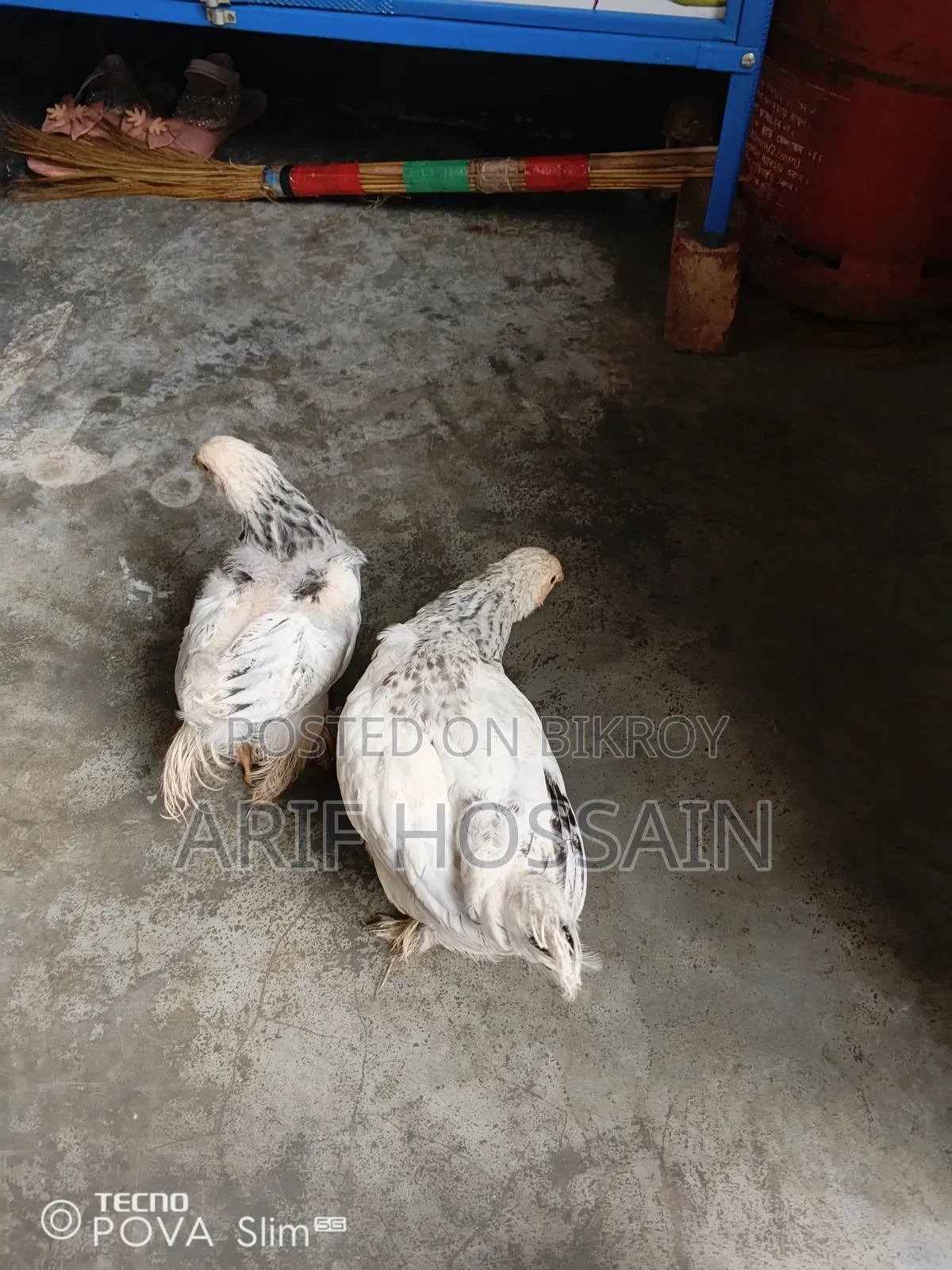 2 Brahma and 1 Silkie Chickens for Sale
