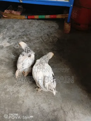 2 Brahma and 1 Silkie Chickens for Sale
