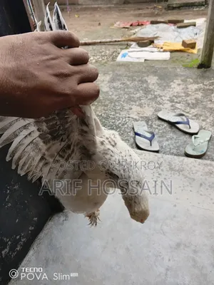 2 Brahma and 1 Silkie Chickens for Sale