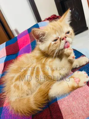 ৩-৬ মাস পুরুষ বিশুদ্ধ পার্সিয়ান