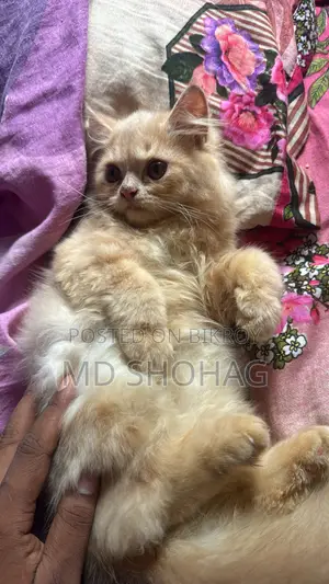 ৩-৬ মাস পুরুষ বিশুদ্ধ পার্সিয়ান