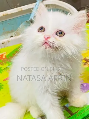 ১-৩ মাসের মেল পিউরব্রেড পার্সিয়ান