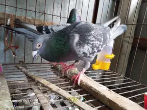 High Quality Maxi Pigeons for Sale!