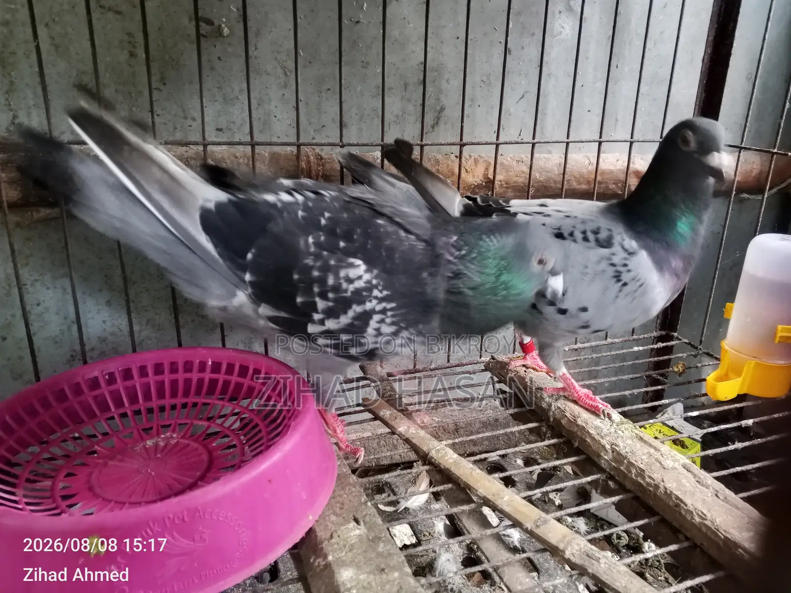 উন্নত জাতের ম্যাক্সি (Maxi) কবুতর বিক্রি হবে!