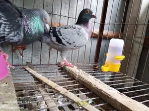 উন্নত জাতের ম্যাক্সি (Maxi) কবুতর বিক্রি হবে!