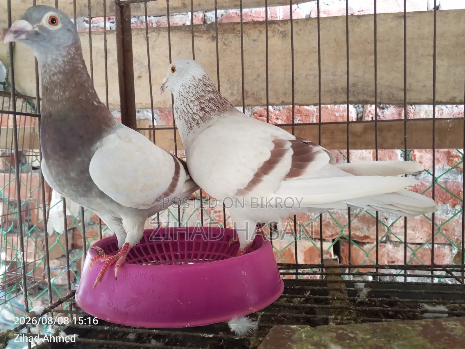 Urgent Sale: Mili Pigeon!