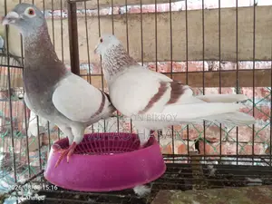 Urgent Sale: Mili Pigeon!