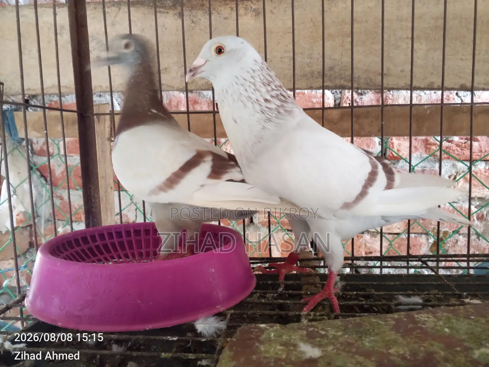 Urgent Sale: Mili Pigeon!