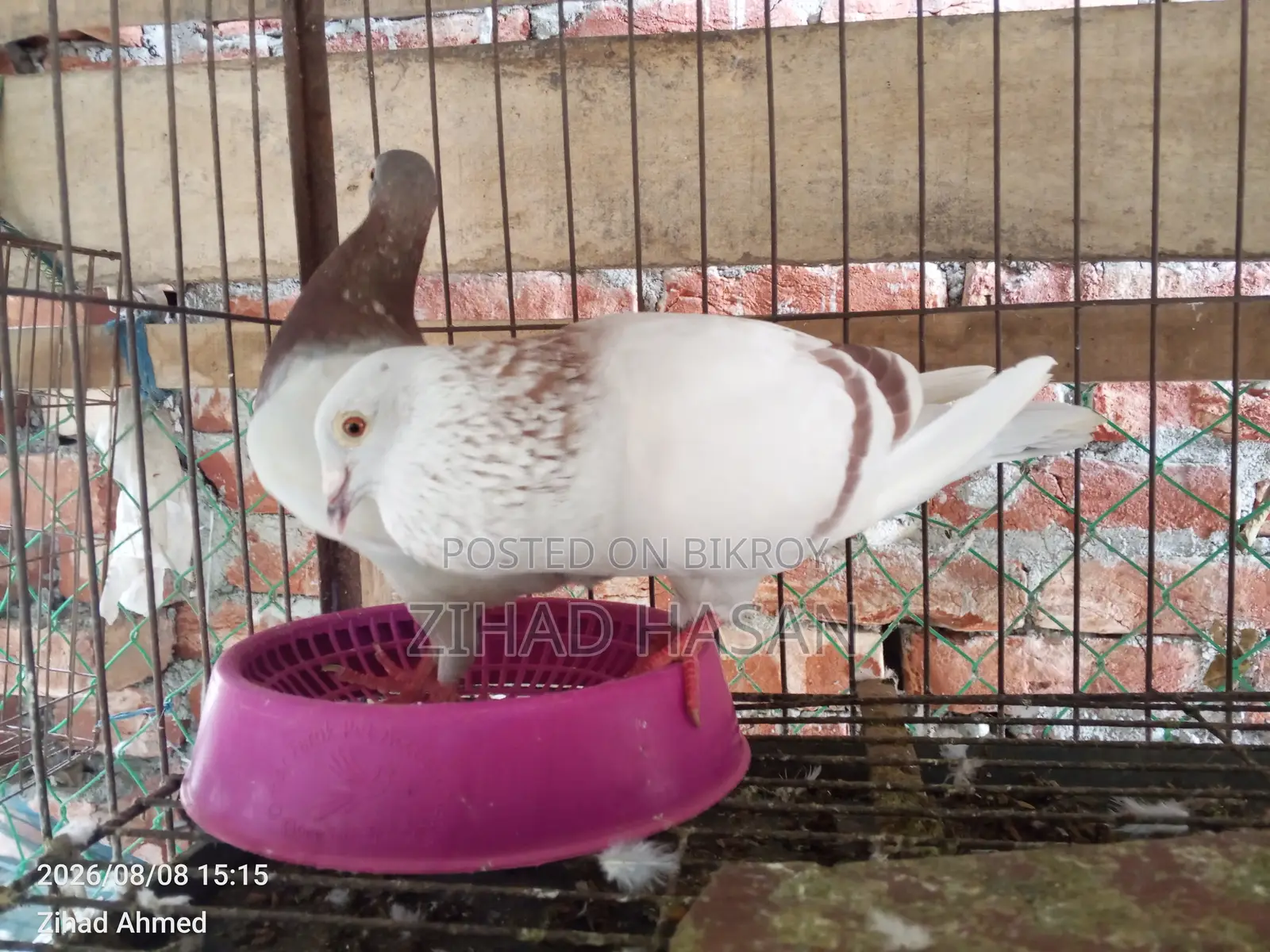 Urgent Sale: Mili Pigeon!