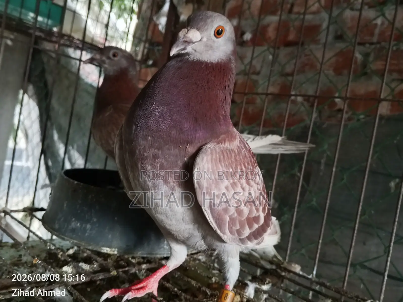 Red Checker Pigeon Ready to Sell
