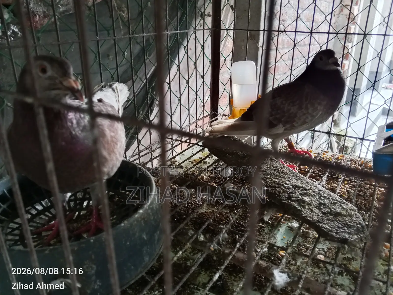 Red Checker Pigeon Ready to Sell