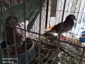 Red Checker Pigeon Ready to Sell