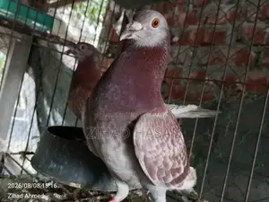 Red Checker Pigeon Ready to Sell