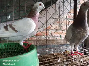High-Quality Mili Pigeon for Sale!