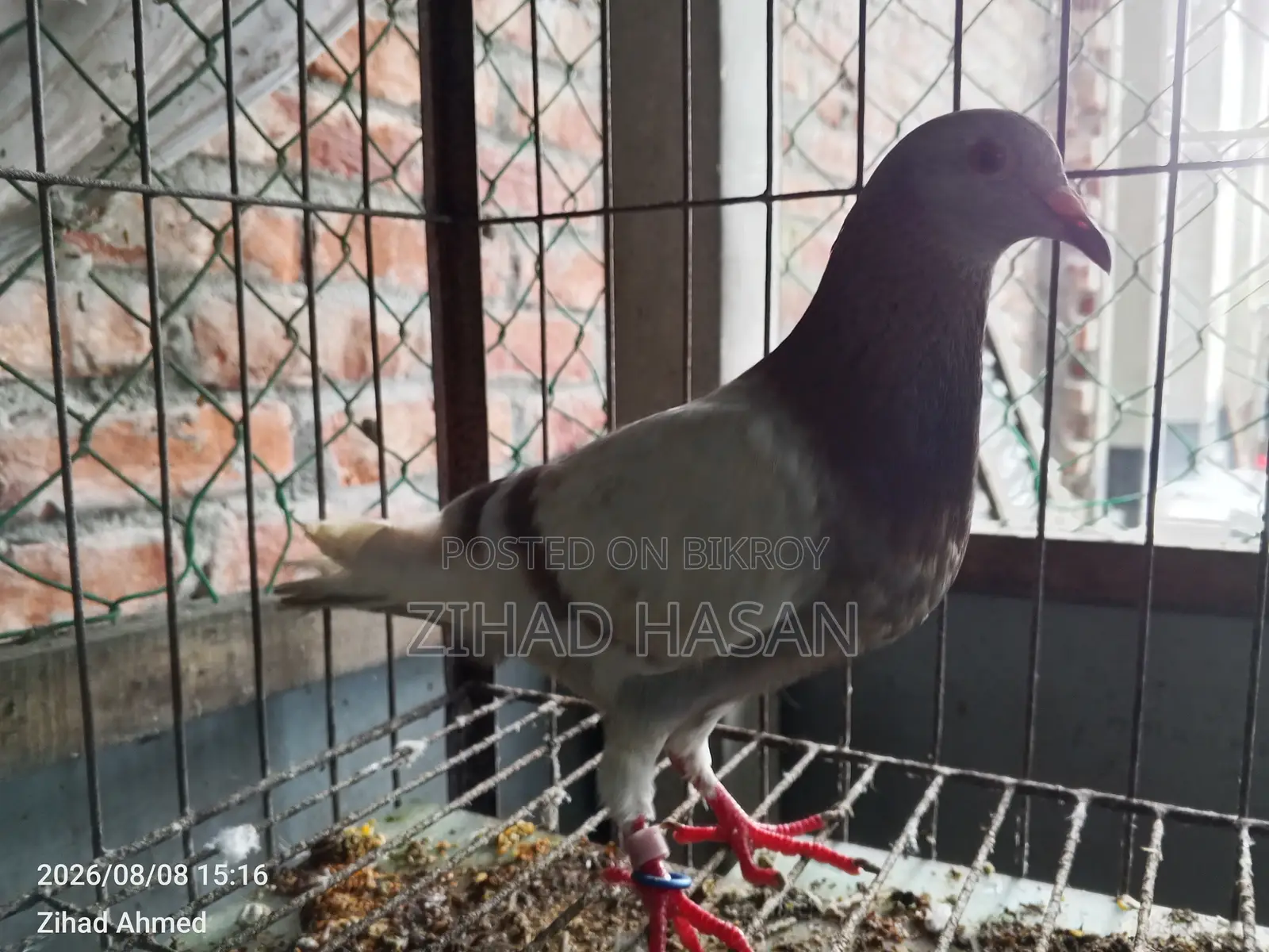 উচ্চমানের মিলি কবুতর বিক্রির জন্য!