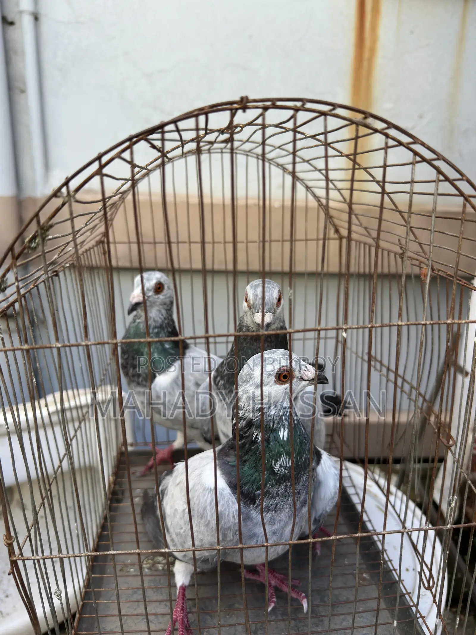 Grizel Pigeon