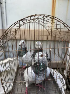 Grizel Pigeon
