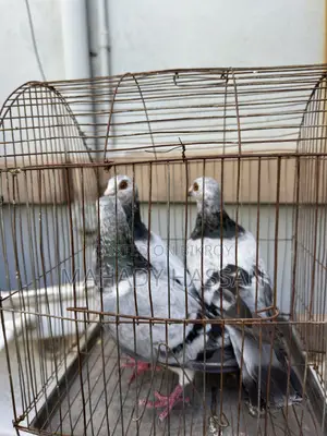 Grizel Pigeon