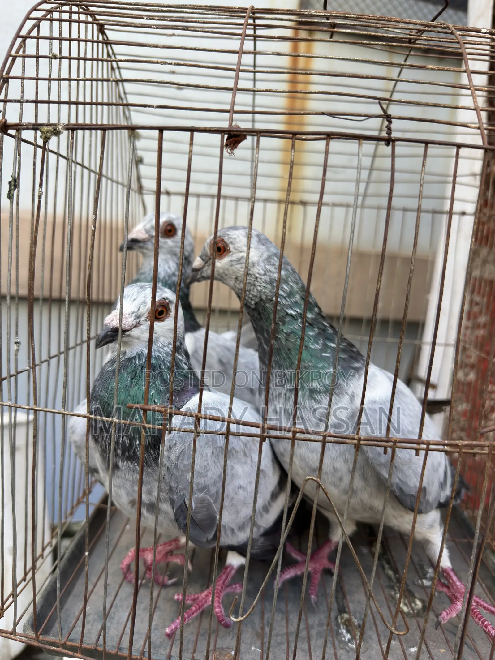 Grizel Pigeon