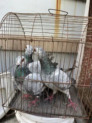 Grizel Pigeon