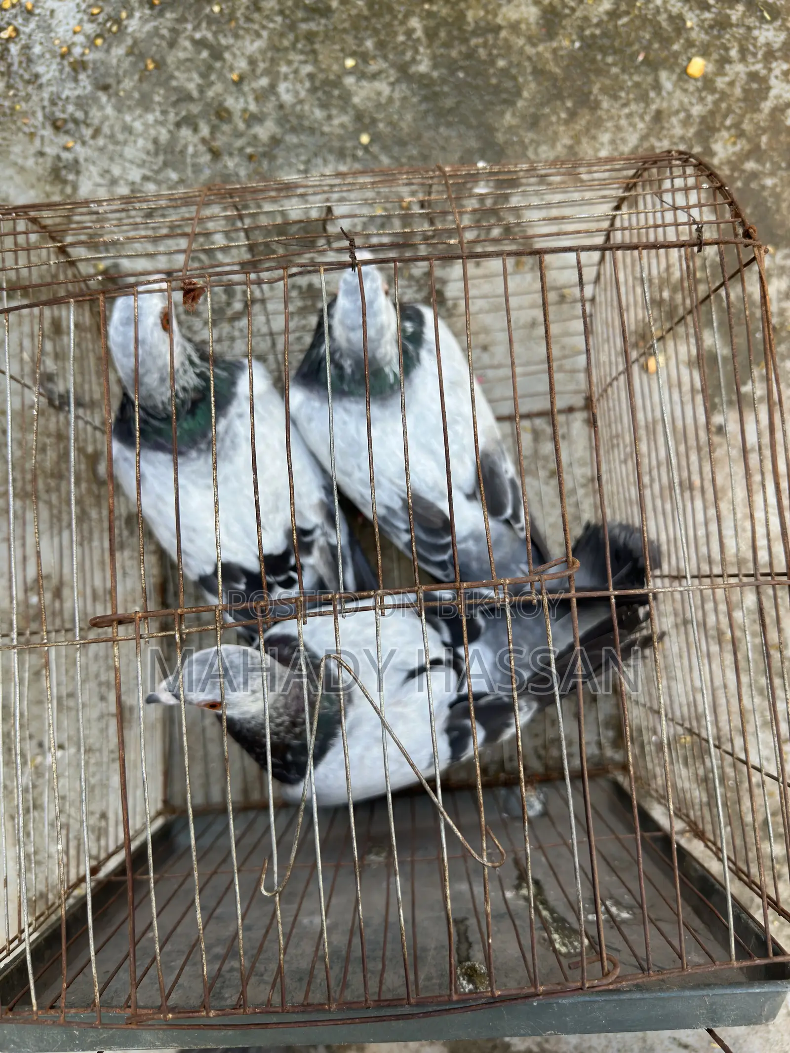 Grizel Pigeon