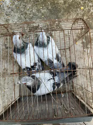 Grizel Pigeon
