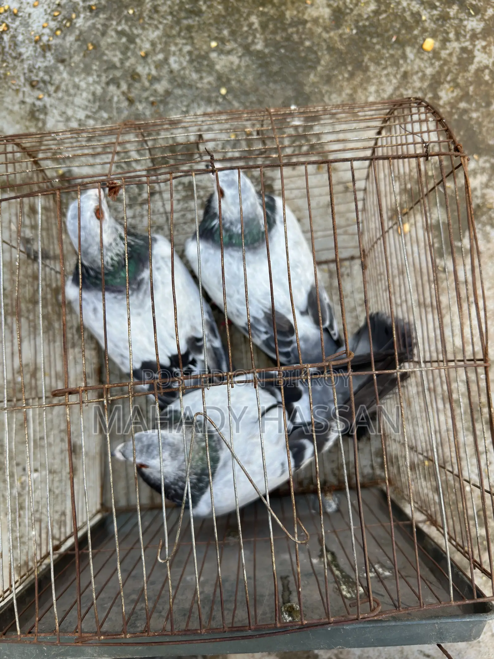 Grizel Pigeon