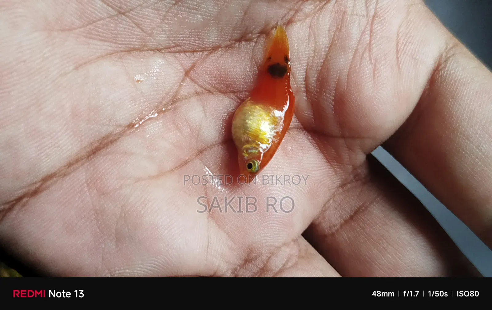 প্লাটি ফিশ