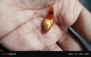 প্লাটি ফিশ