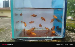 প্লাটি ফিশ