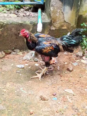 Asil Fighter Rooster