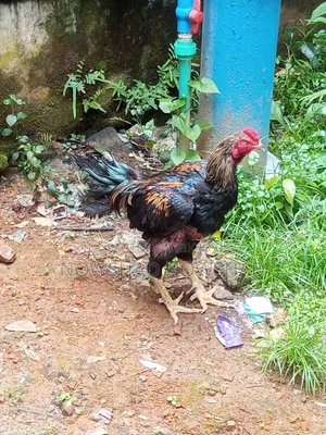 Asil Fighter Rooster