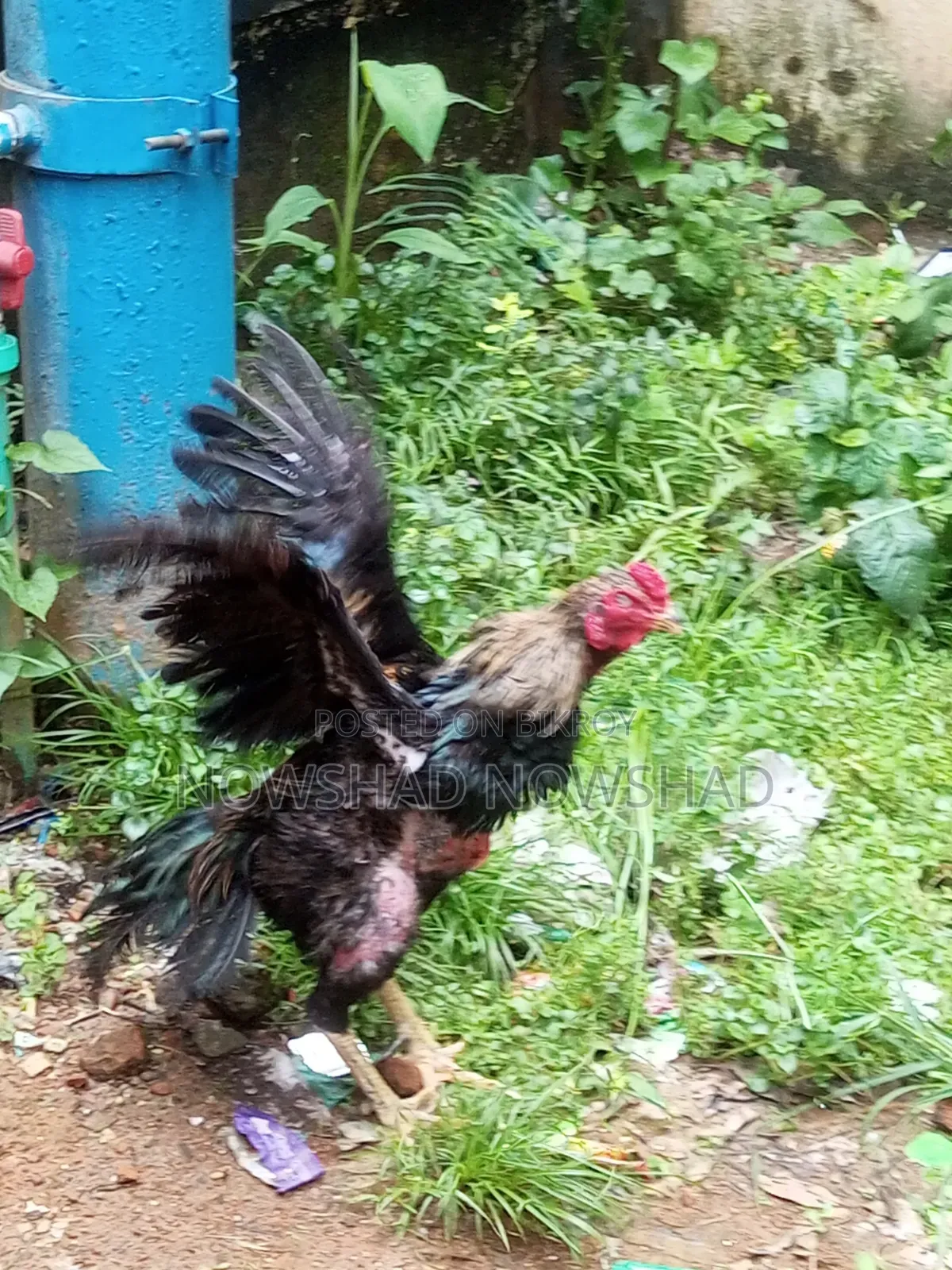 Asil Fighter Rooster