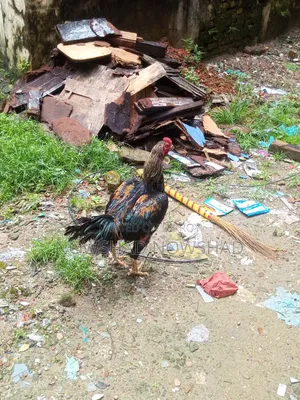 Asil Fighter Rooster
