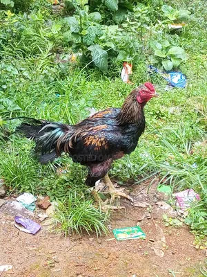 Asil Fighter Rooster
